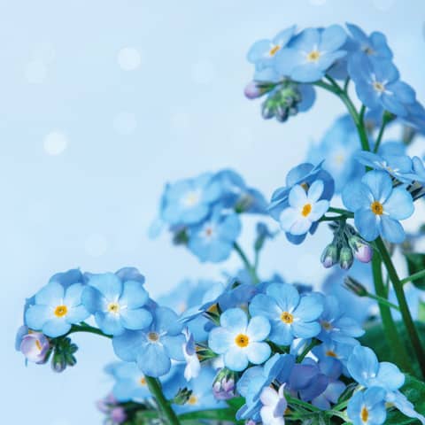 Blume, Anemone, Blütenblatt, Frühling, Eine andere