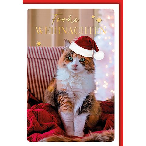 Hut, Veröffentlichung, Buch, Katze, Baseball-Kappe