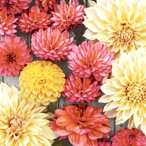 Motivserviette Blumen, 25 x 25 cm, 3-lagig PAPER+DESIGN 206125