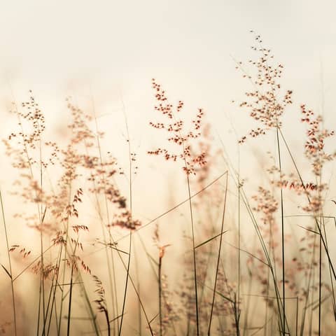 Pflanze, Schilf, Gras, Bewuchs